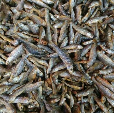 強(qiáng)力推薦 美味油炸小青魚，海味干貨批發(fā)，量多優(yōu)惠