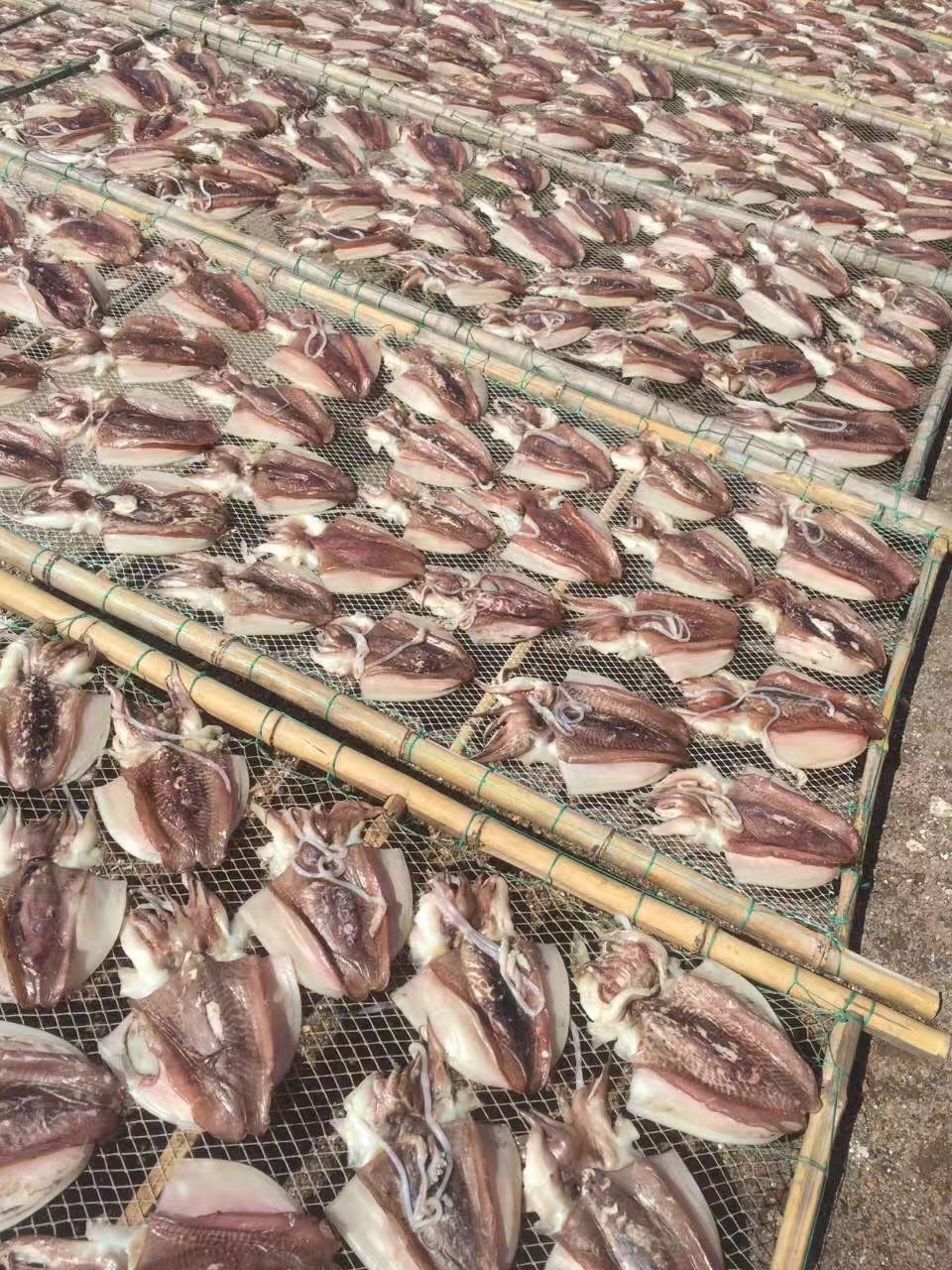 批發(fā)無頭魷魚干 優(yōu)質海產(chǎn)干貨，500克海味干批發(fā)指南